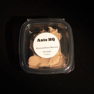 Live Dubia roaches in a labelled Ants HQ tub