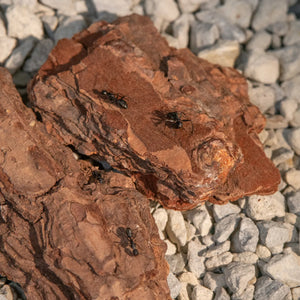 Mini bark pieces for an ant habitat