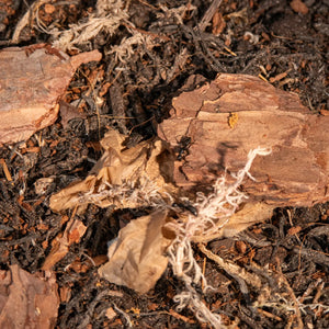 Mini bark pieces for an ant habitat