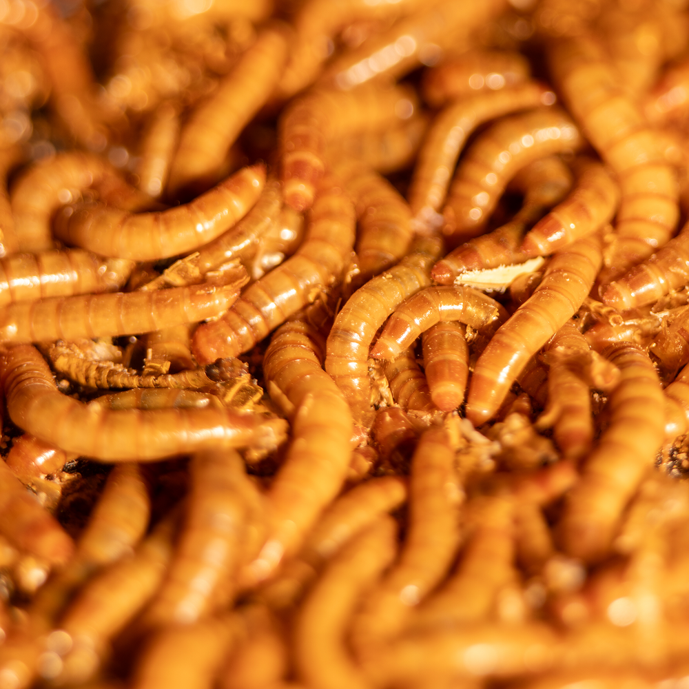 Close-up of small mealworms used as ant food