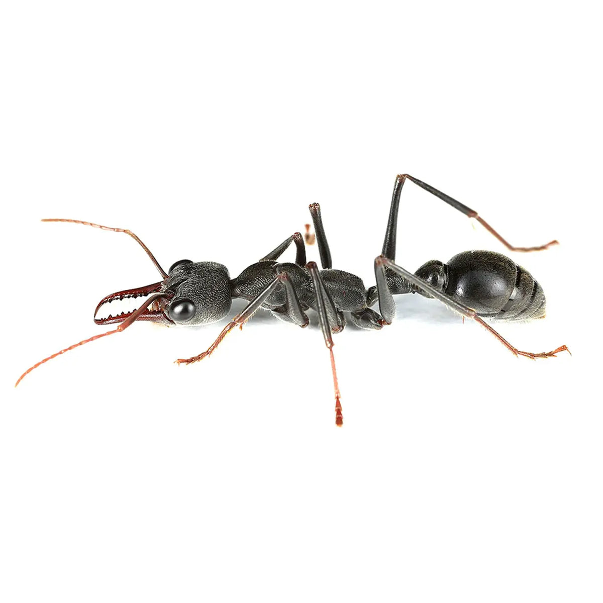 Myrmecia pyriformis ants photographed on a white background