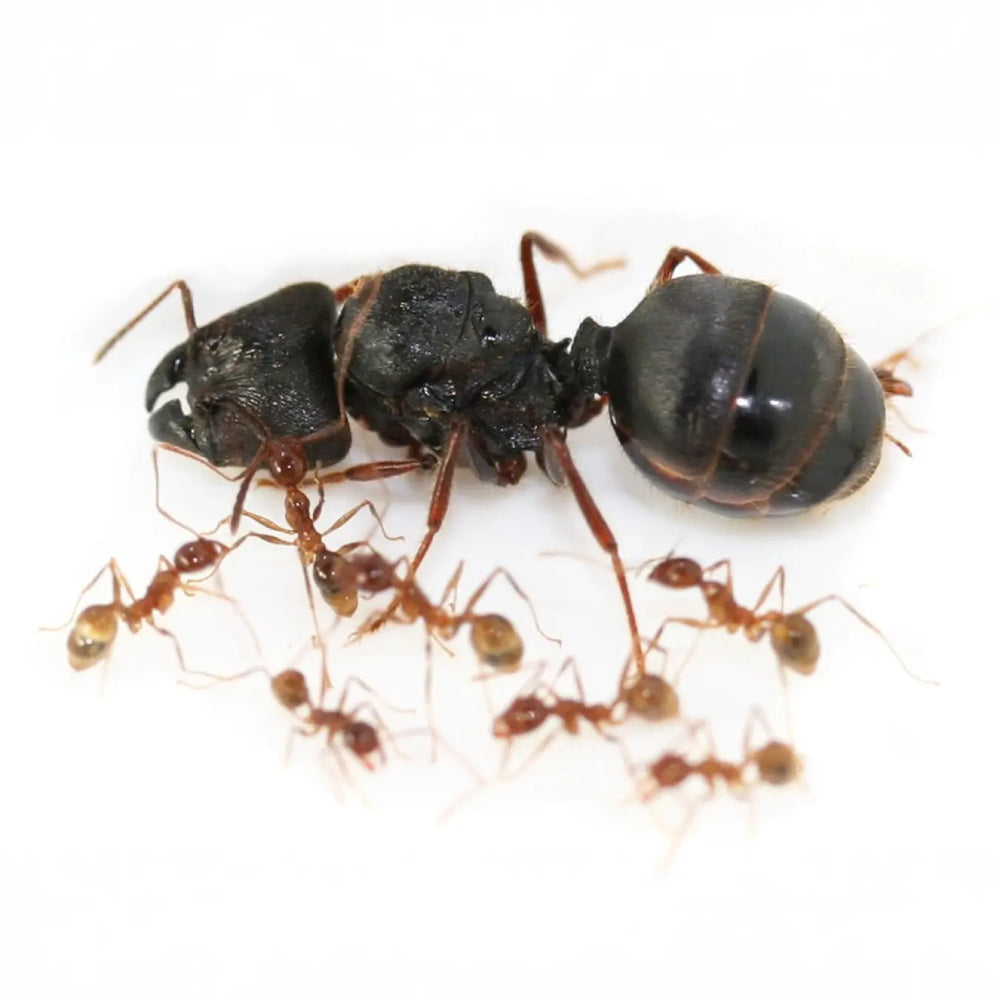 Pheidole ants photographed on a white background