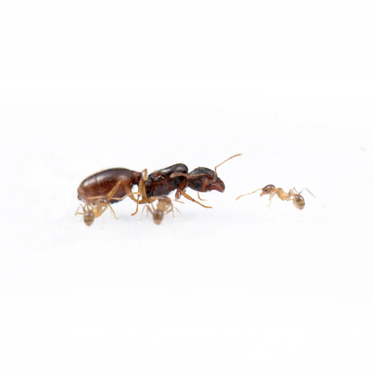 Pheidole pallidula ants and swollen workers in a colony