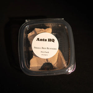 Live red feeder roaches in a labelled Ants HQ tub