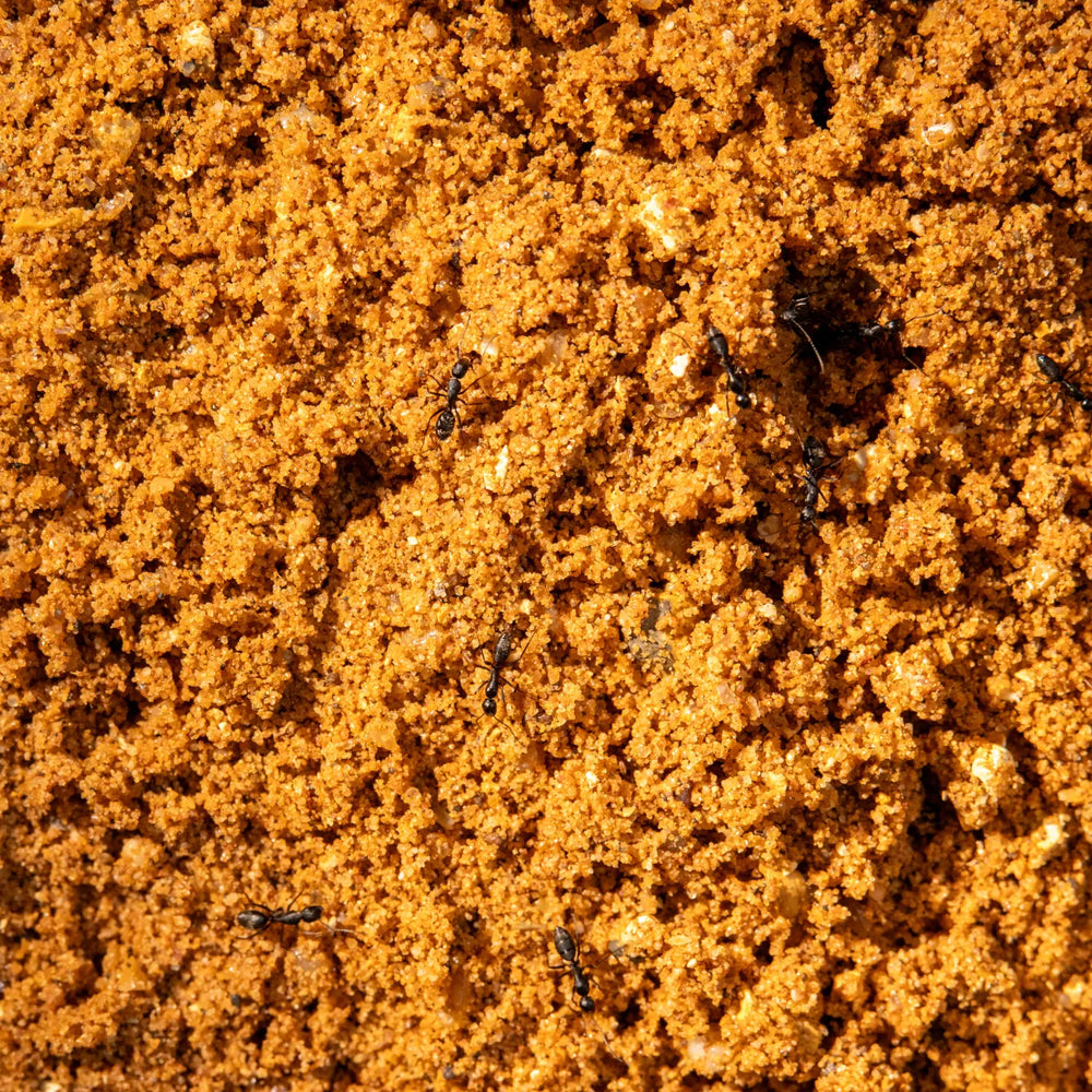 Close-up of natural sand substrate for ant habitats