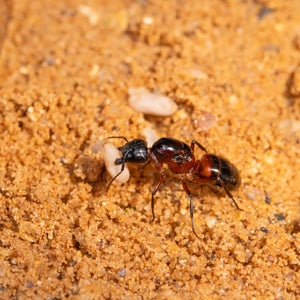 Close-up of natural sand substrate for ant habitats
