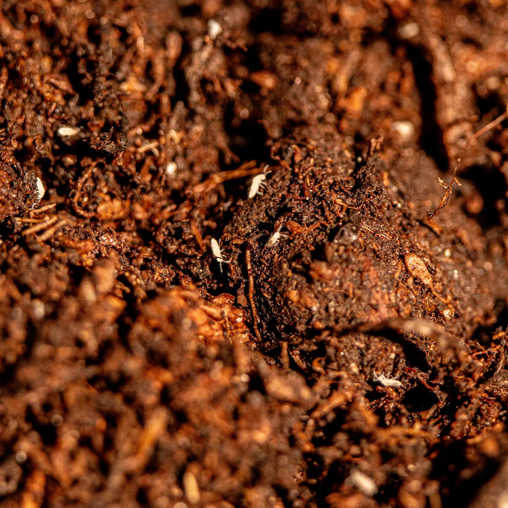 Springtails for an ant habitat clean-up crew