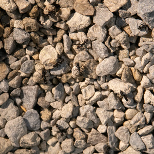 Natural stone gravel for ant habitat decoration