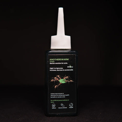 Myrmecocystus viridis nectar food for ants in a bottle